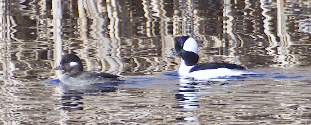 Bufflehead - ML616841443