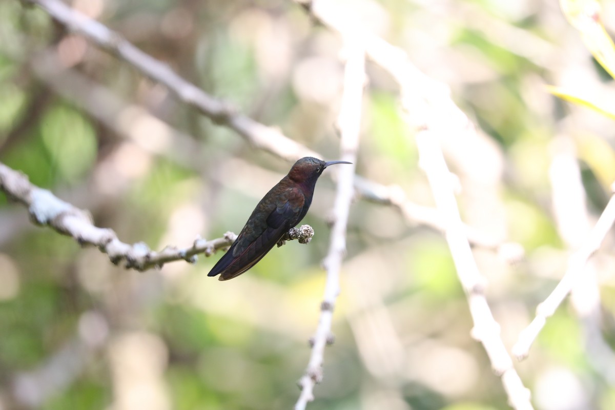 kolibřík jamajský - ML616841451