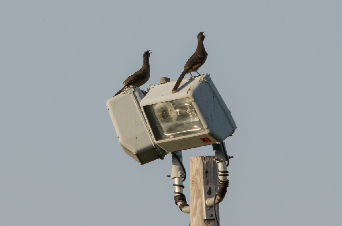 Plain Chachalaca - ML616841482