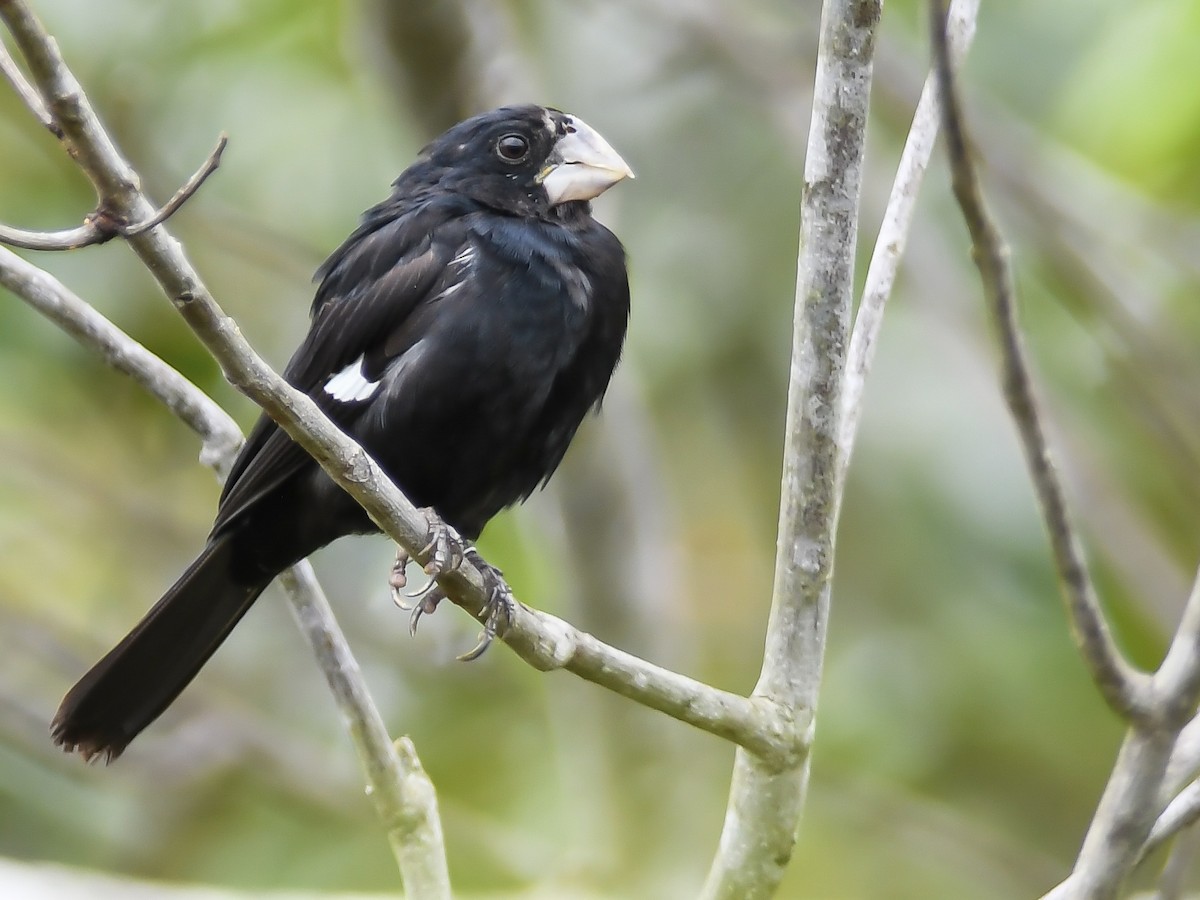 Great-billed Seed-Finch - ML616841500