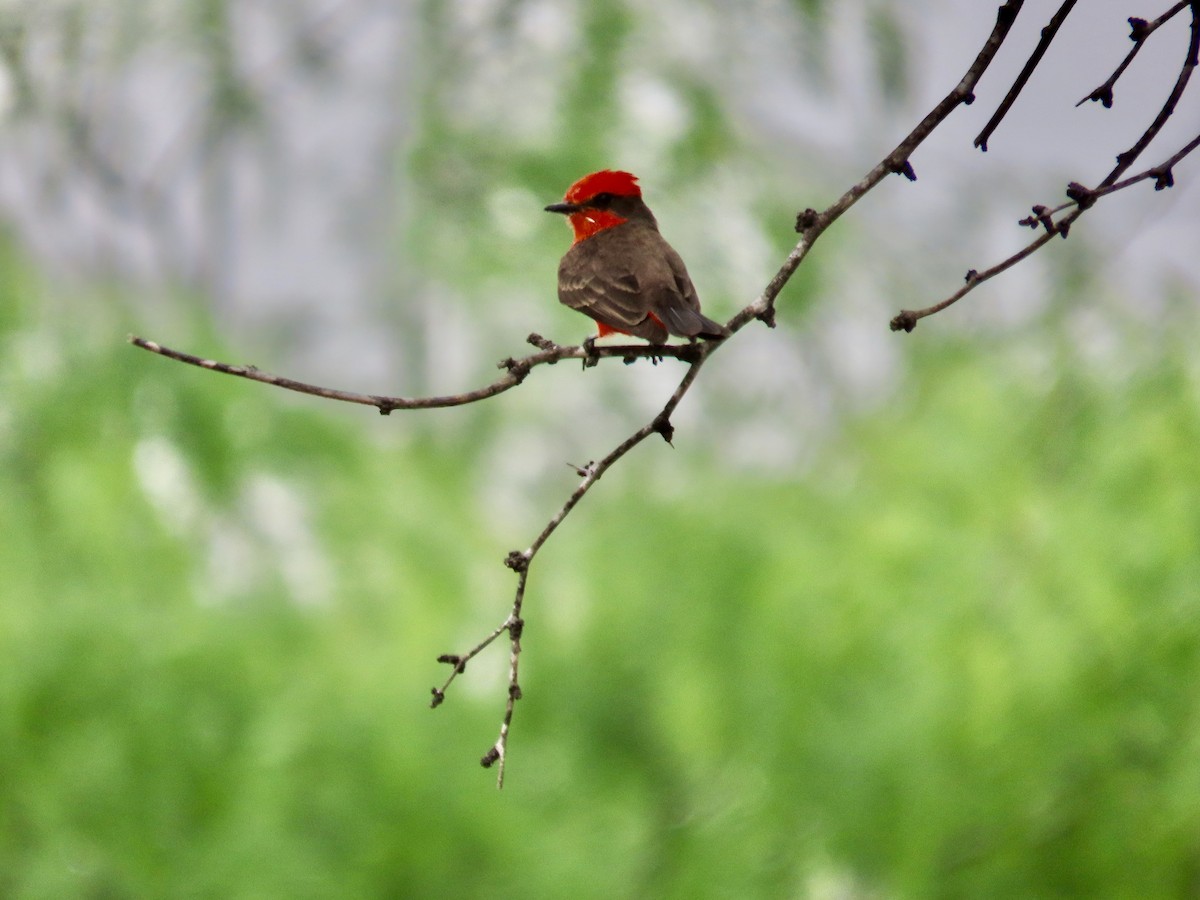 Vermilion Flycatcher - ML616841524