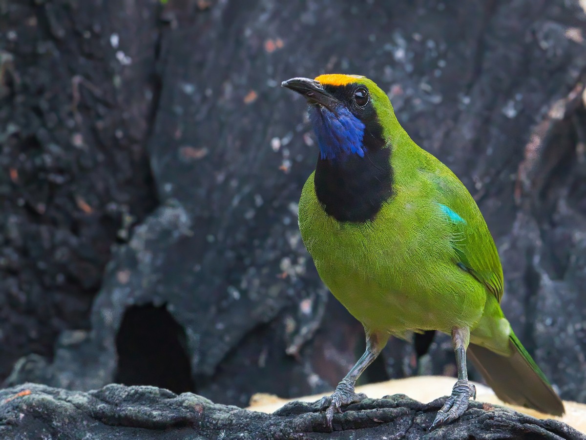 Golden-fronted Leafbird - ML616841527