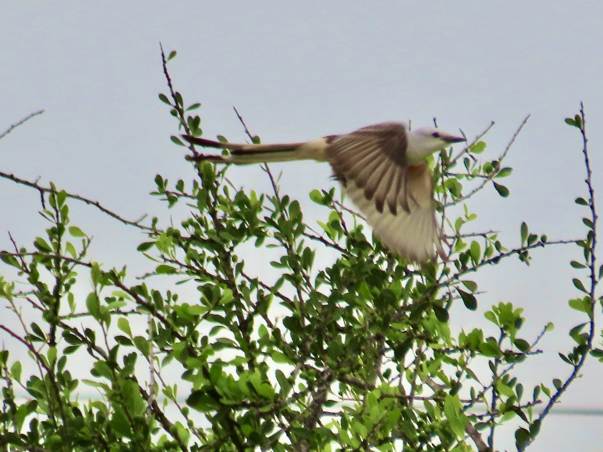 Scissor-tailed Flycatcher - ML616841534