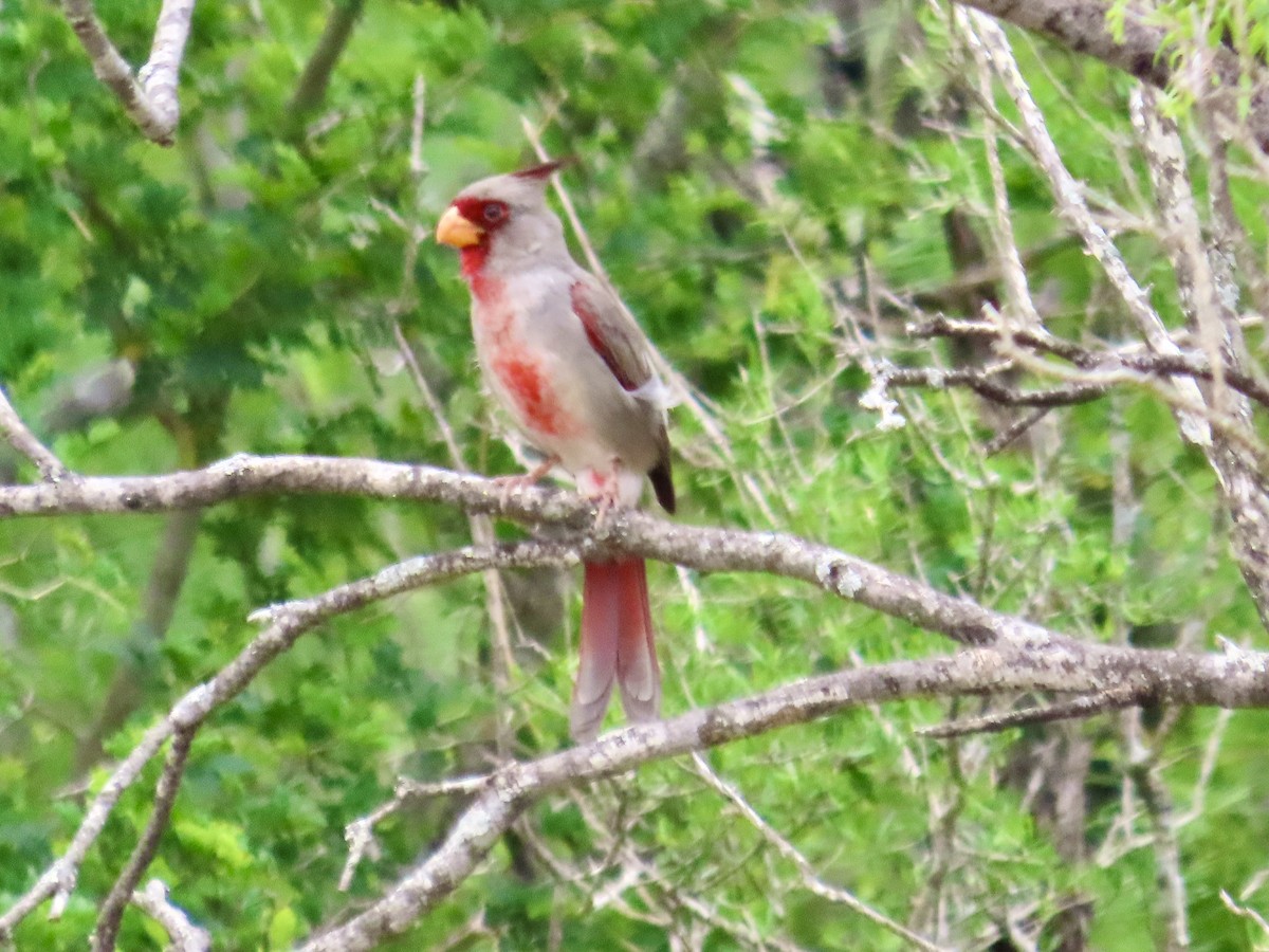 Pyrrhuloxia - ML616841540