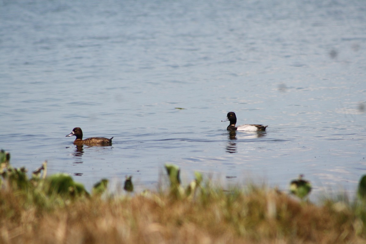 Lesser Scaup - Serguei Alexander López Perez