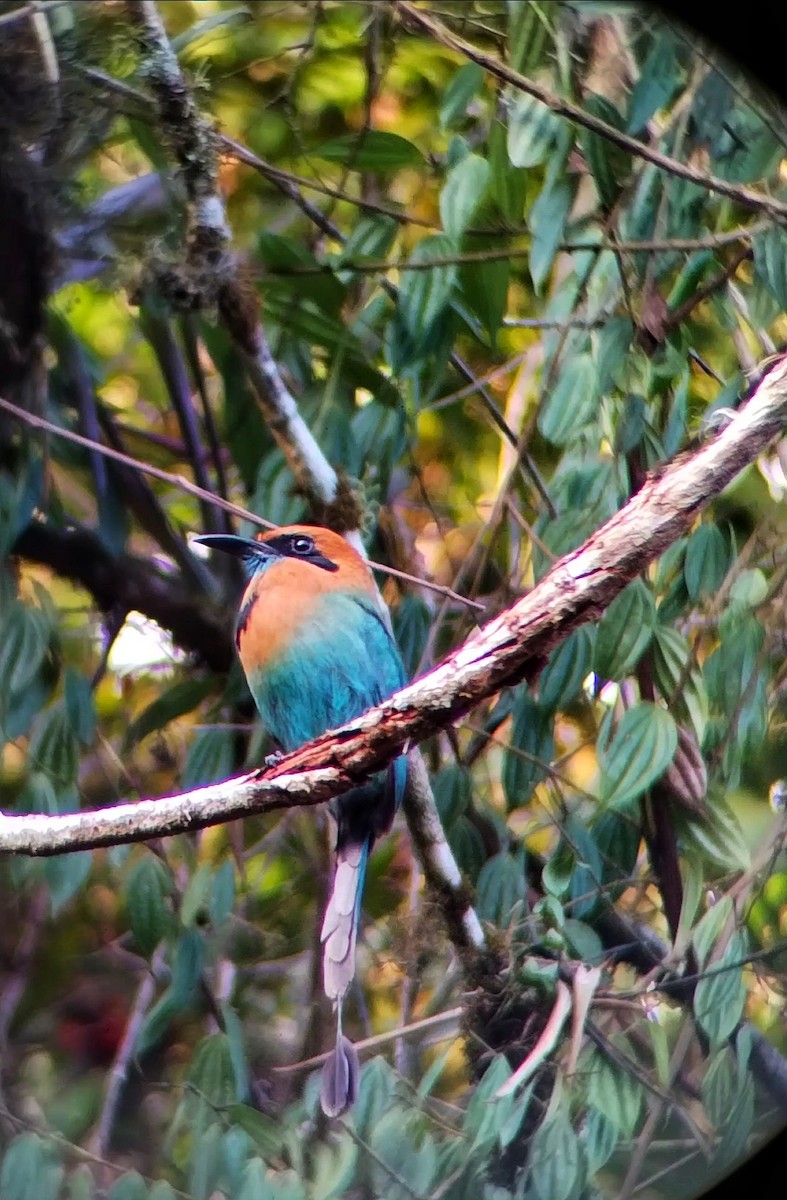 Broad-billed Motmot - César Bonilla Mata