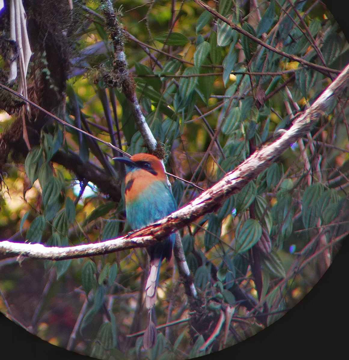 Broad-billed Motmot - César Bonilla Mata