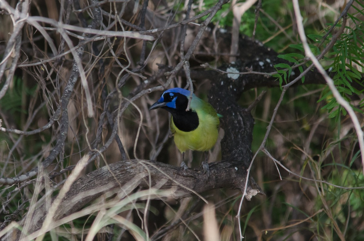 Green Jay - ML616841728