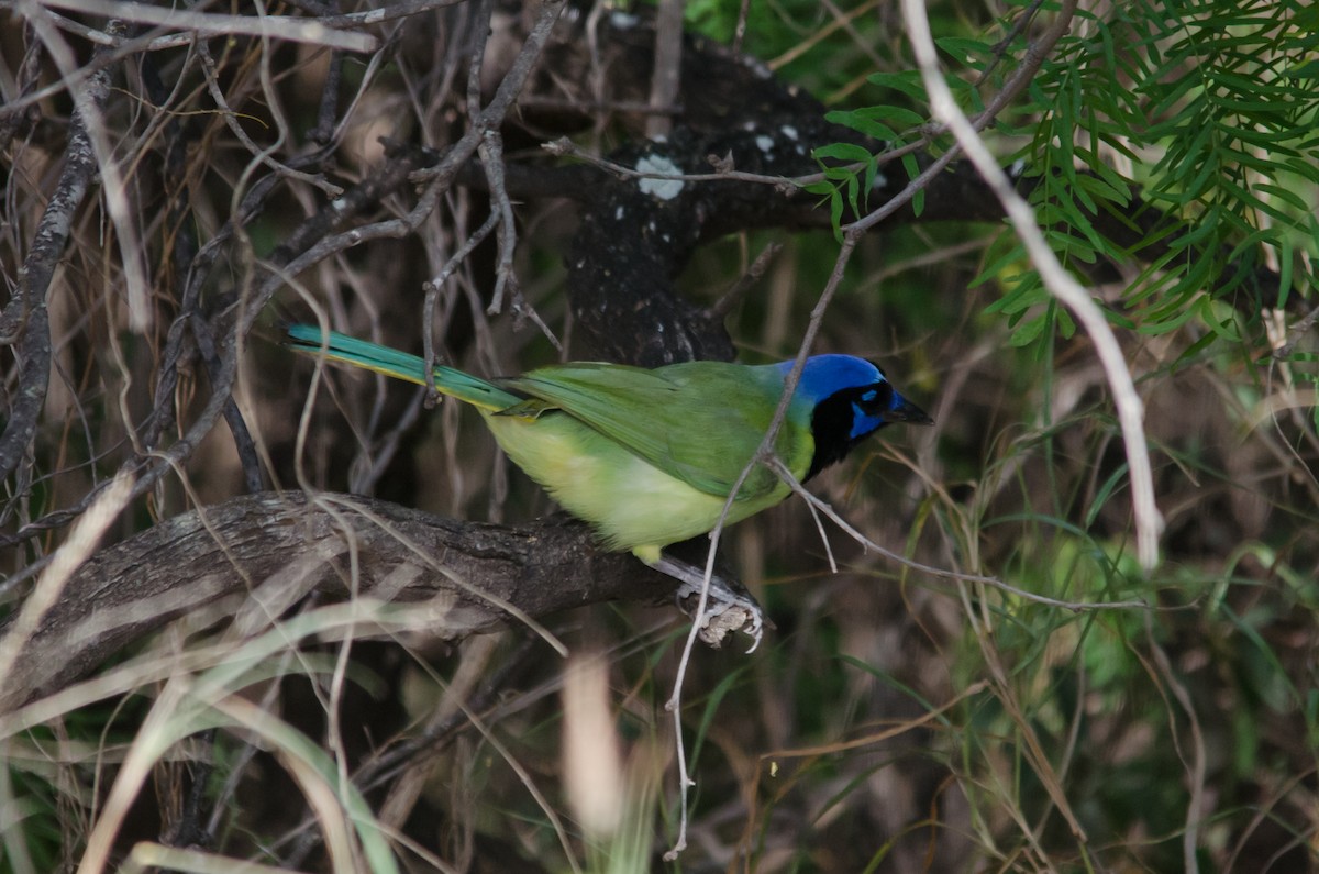 Green Jay - ML616841751