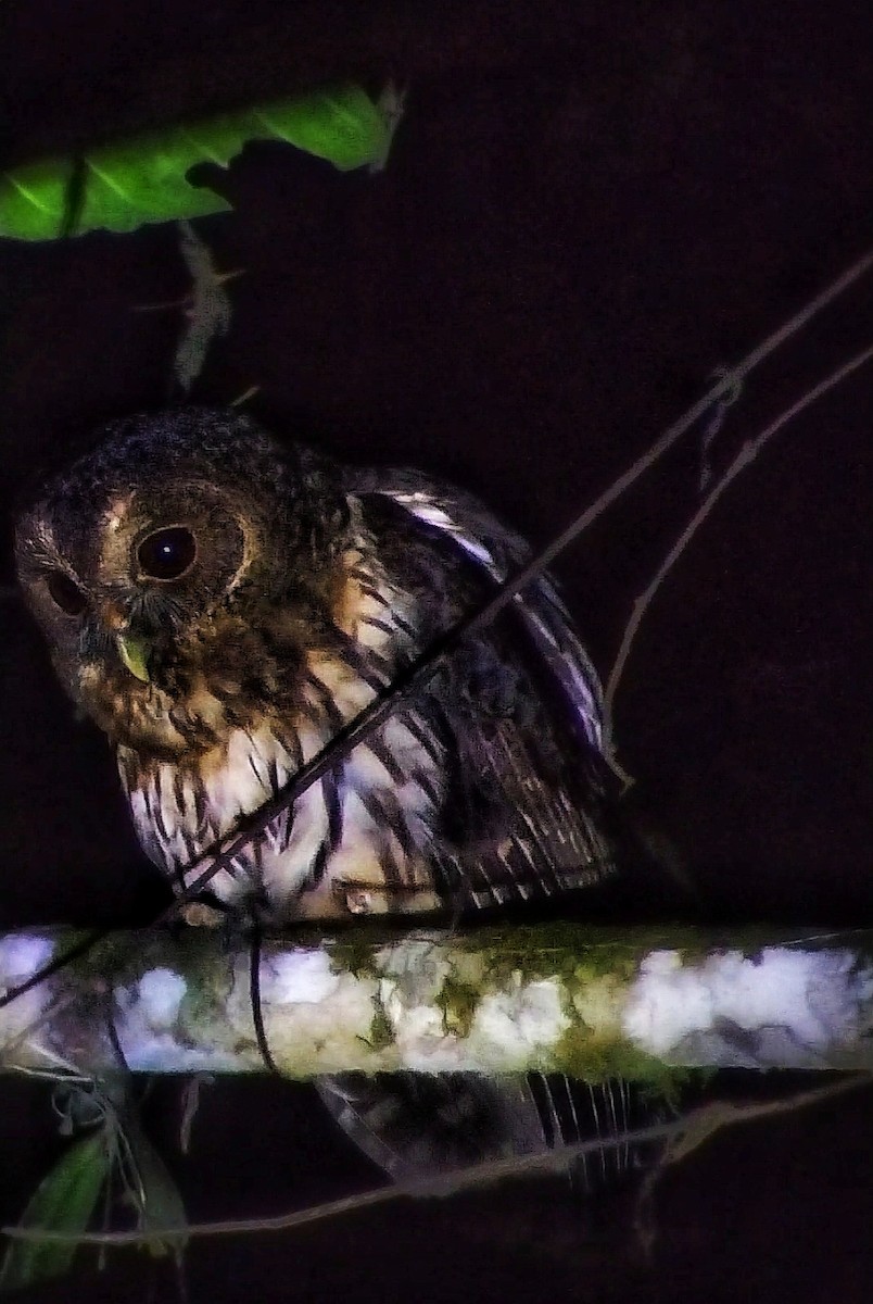 Mottled Owl - César Bonilla Mata