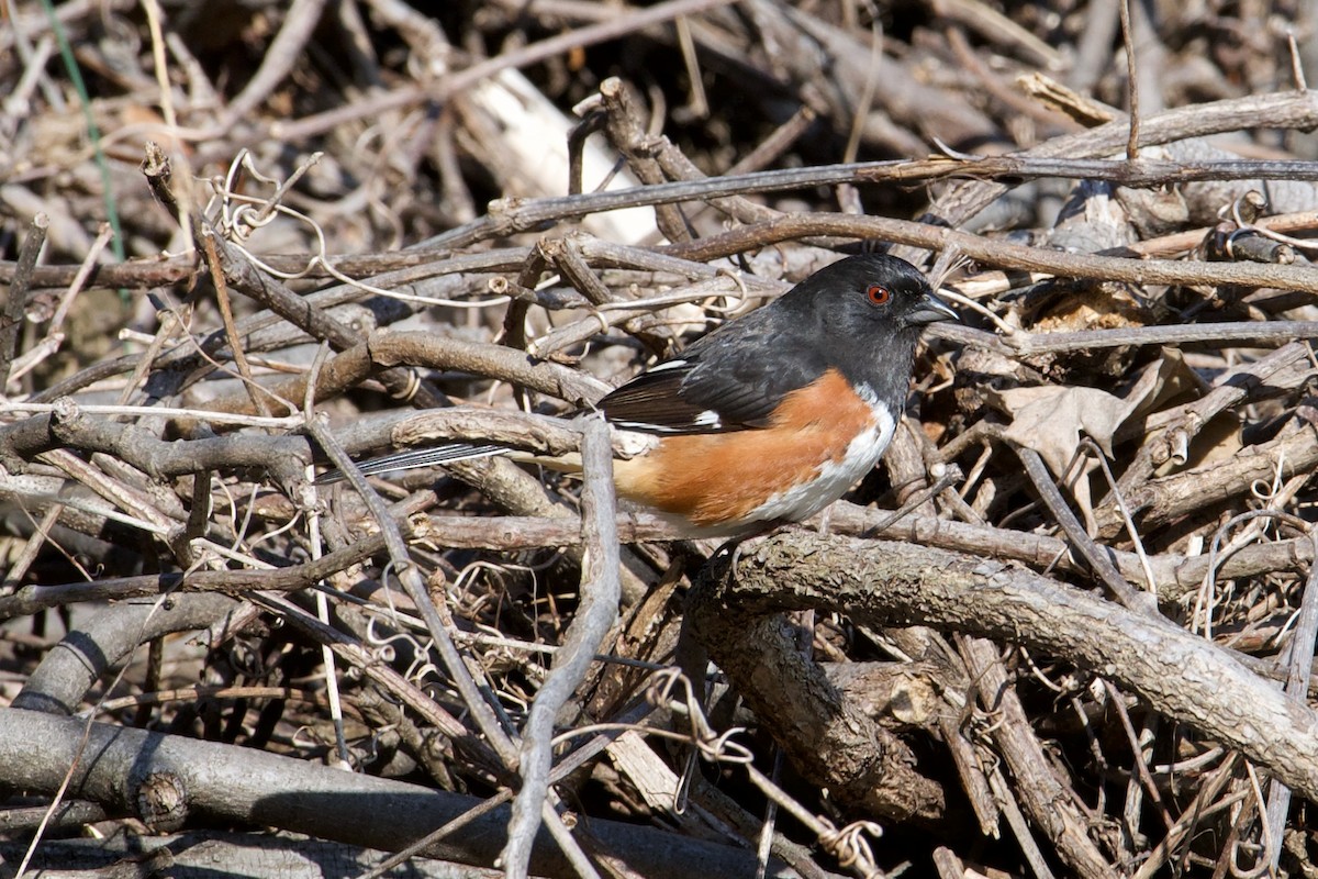 Eastern Towhee - ML616841760