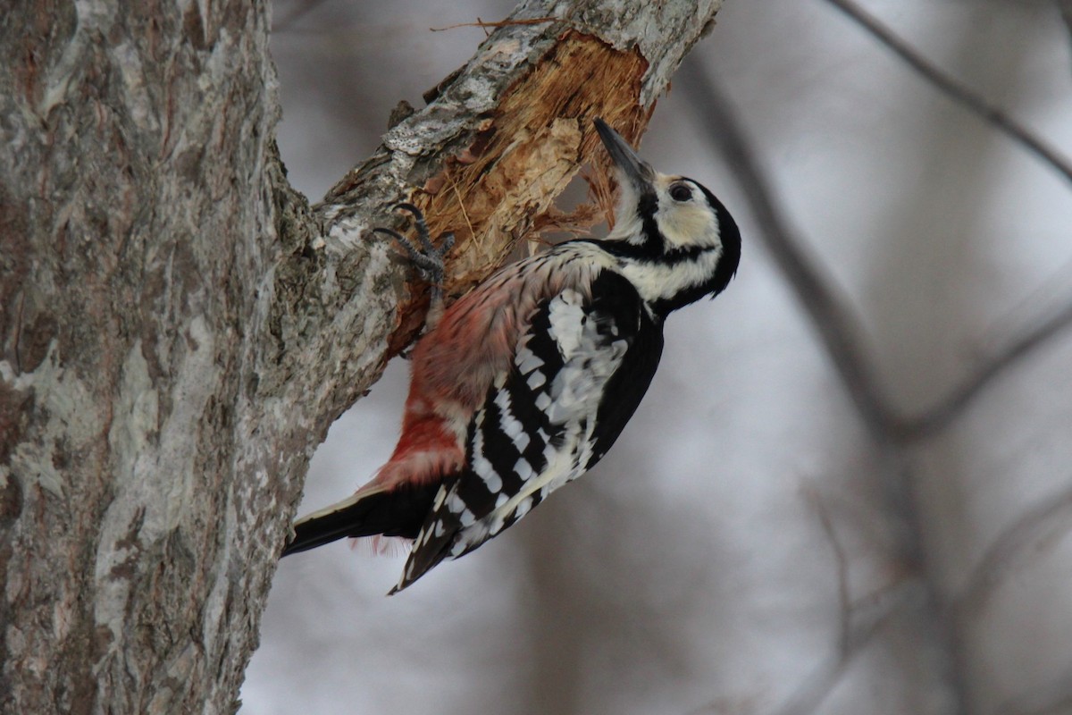 White-backed Woodpecker (White-backed) - ML616841778