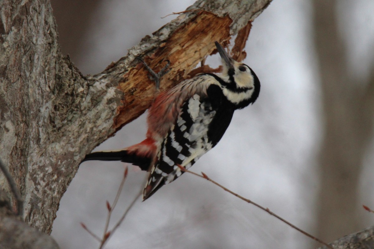 White-backed Woodpecker (White-backed) - ML616841779