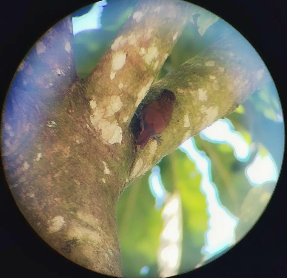 Wedge-billed Woodcreeper - ML616841784