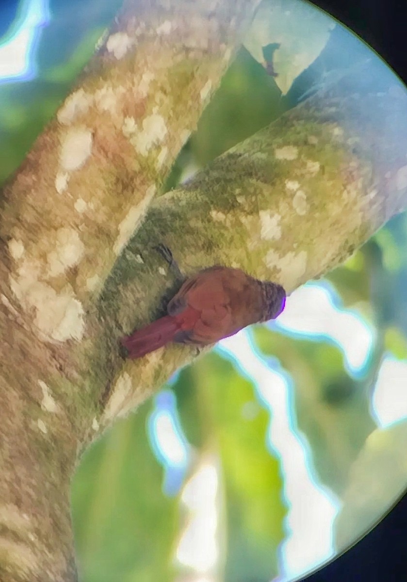 Wedge-billed Woodcreeper - ML616841785