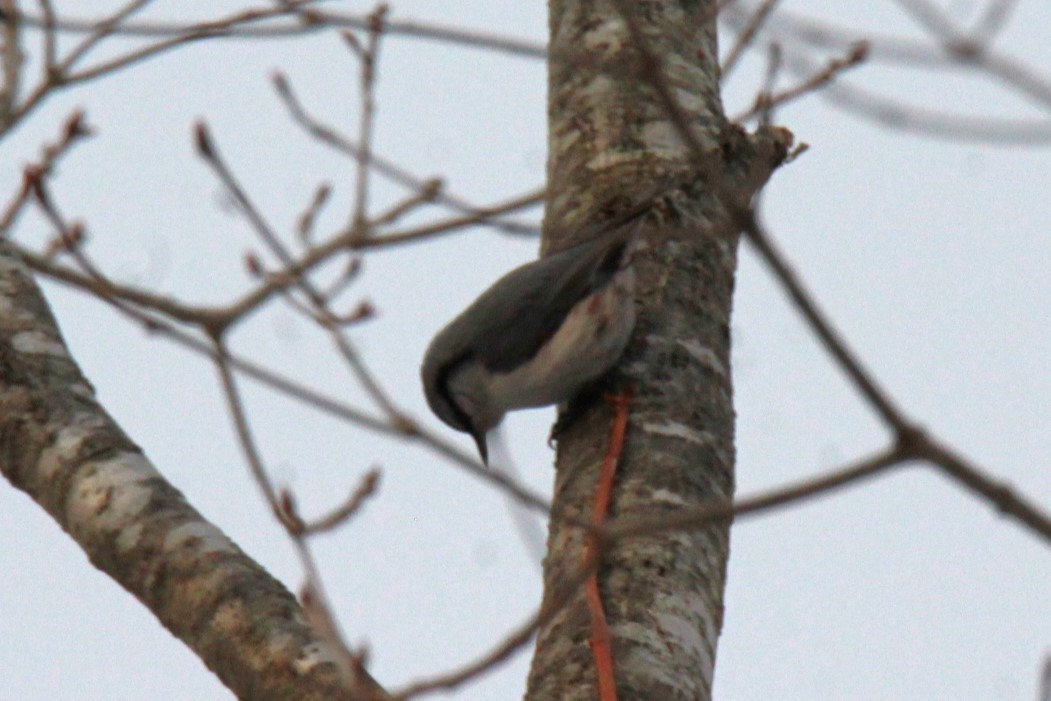 Eurasian Nuthatch (White-bellied) - ML616841794