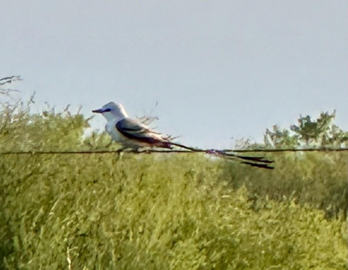 Scissor-tailed Flycatcher - ML616841815