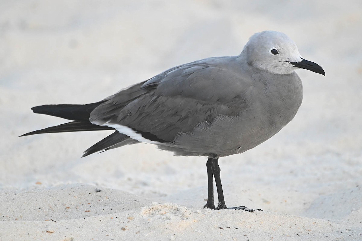 Gray Gull - Troy Hibbitts