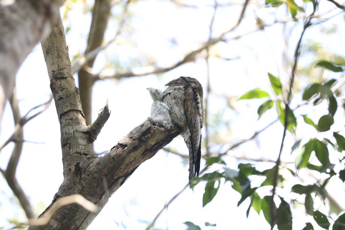 Northern Potoo - ML616841876