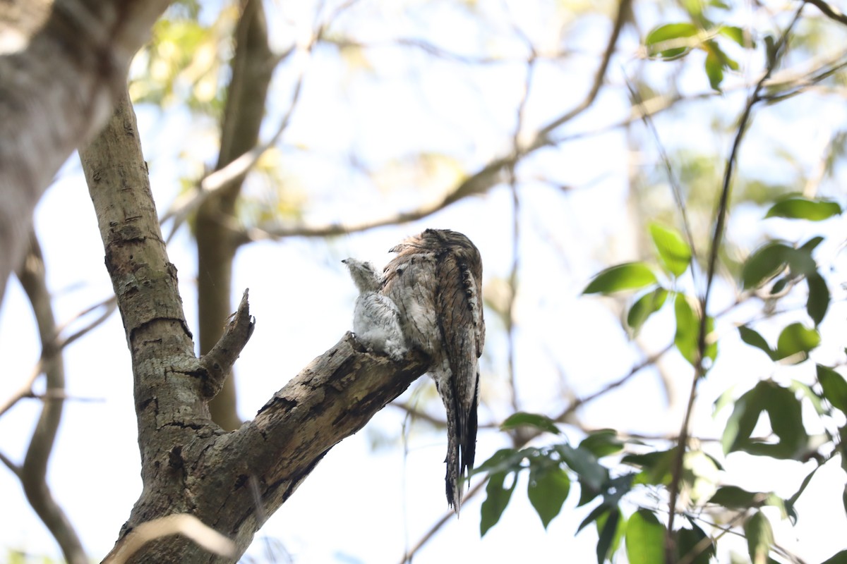 Northern Potoo - ML616841877