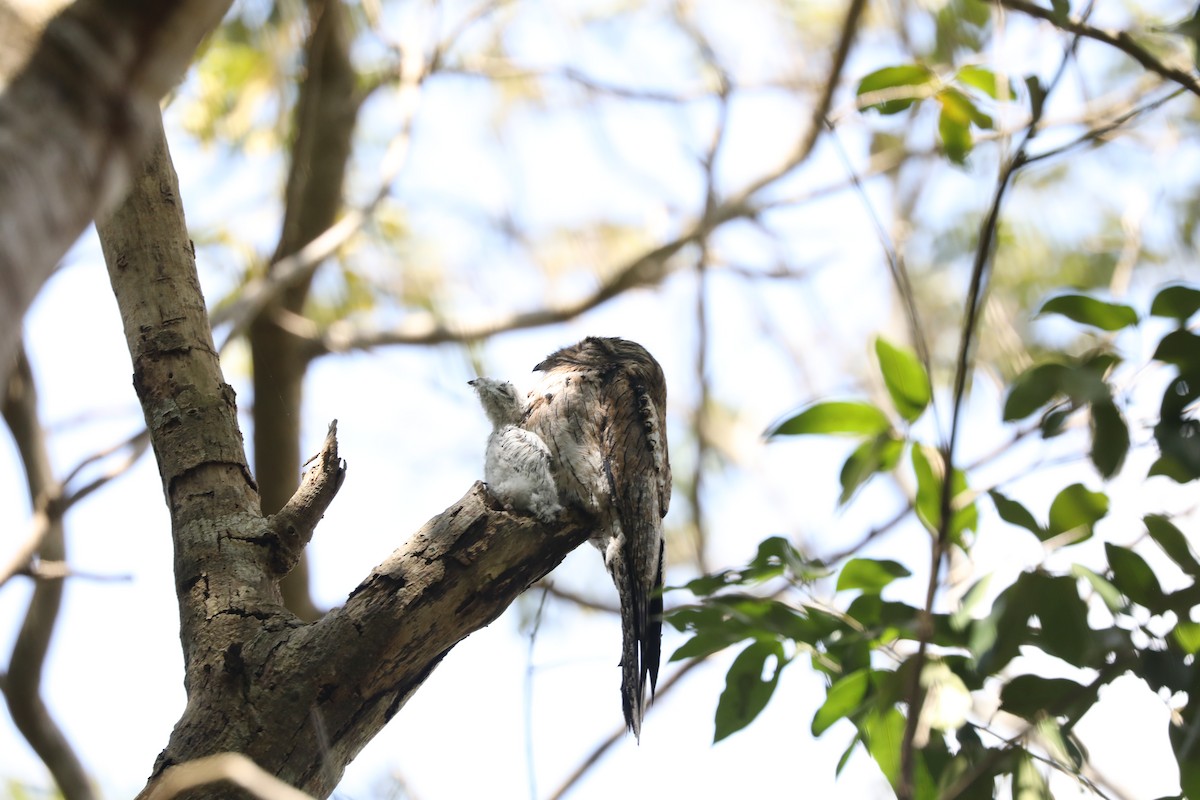 Northern Potoo - ML616841878