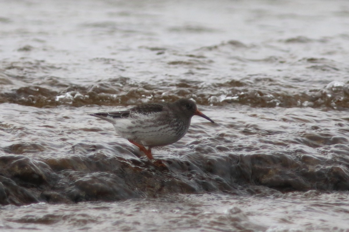 Purple Sandpiper - Daniel J. Riley