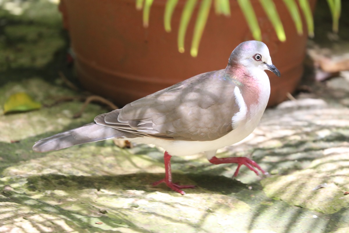 Caribbean Dove - ML616841915