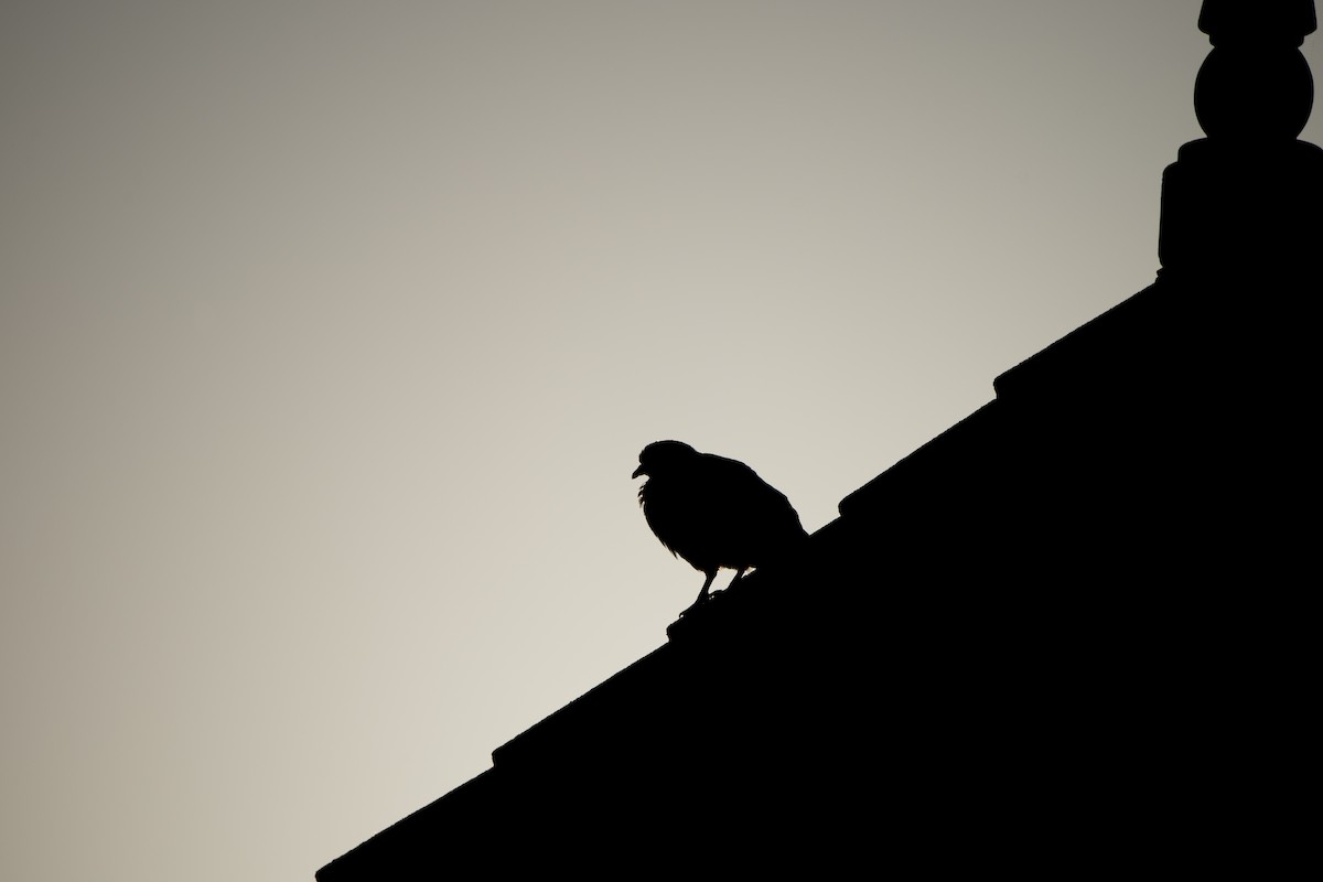 Rock Pigeon (Feral Pigeon) - ML616842003