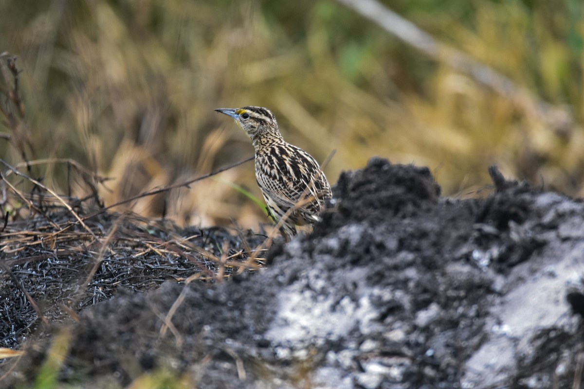 Eastern Meadowlark - ML616842023