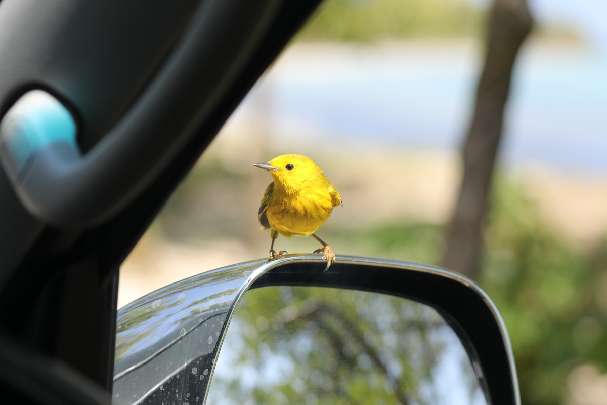 Yellow Warbler (Golden) - ML616842034