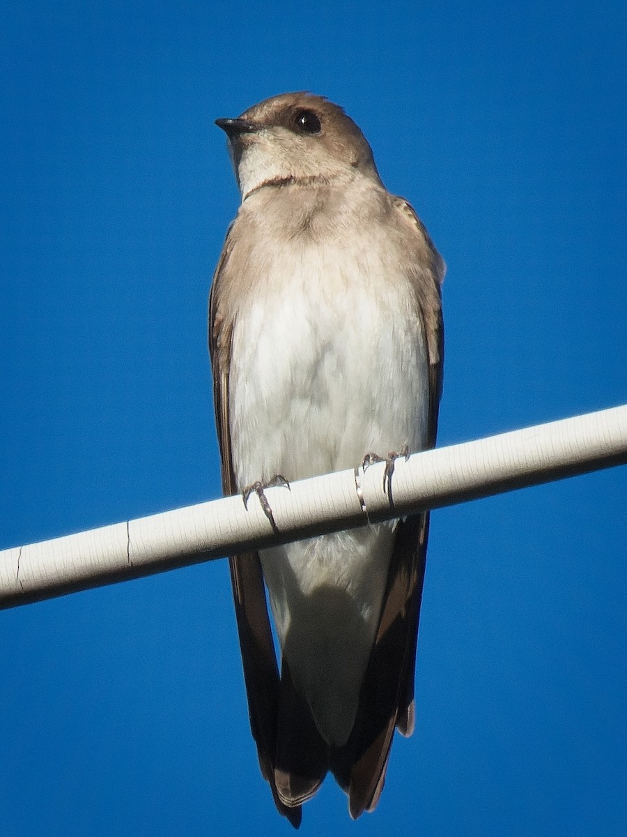 Northern Rough-winged Swallow - ML616842050