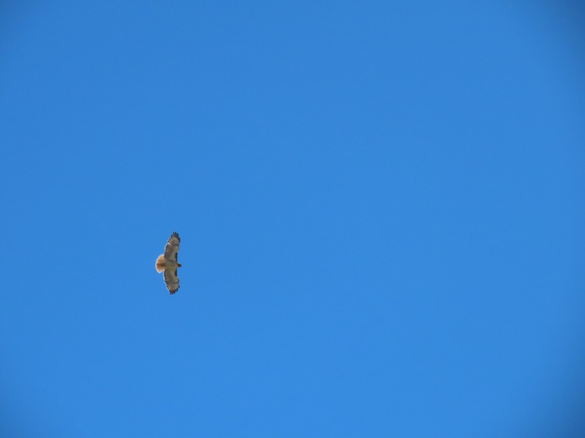 Red-tailed Hawk - Nathan Wilson