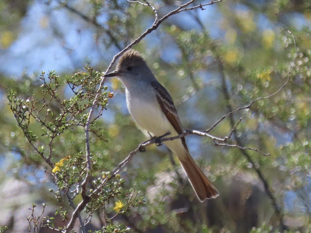 Ash-throated Flycatcher - ML616842124