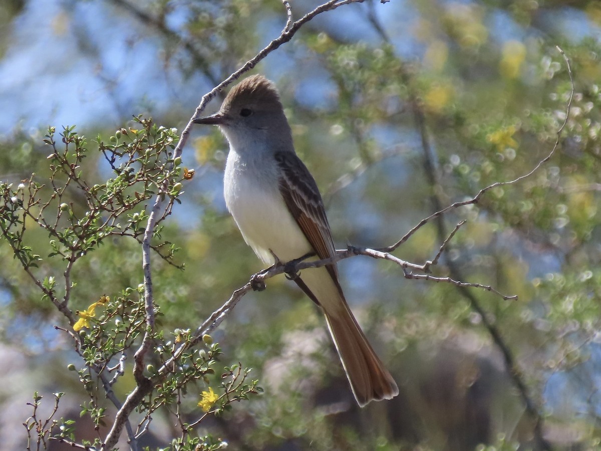 Ash-throated Flycatcher - ML616842125