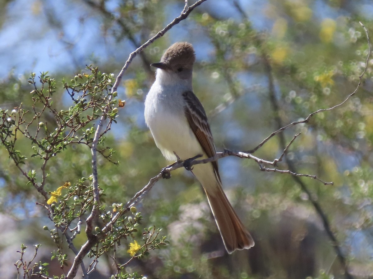 Ash-throated Flycatcher - ML616842126