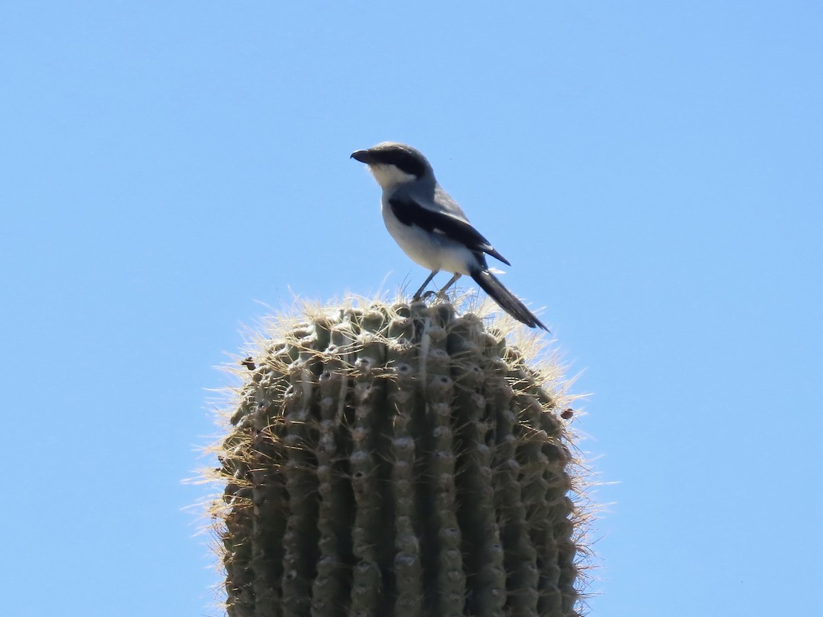 Loggerhead Shrike - ML616842134