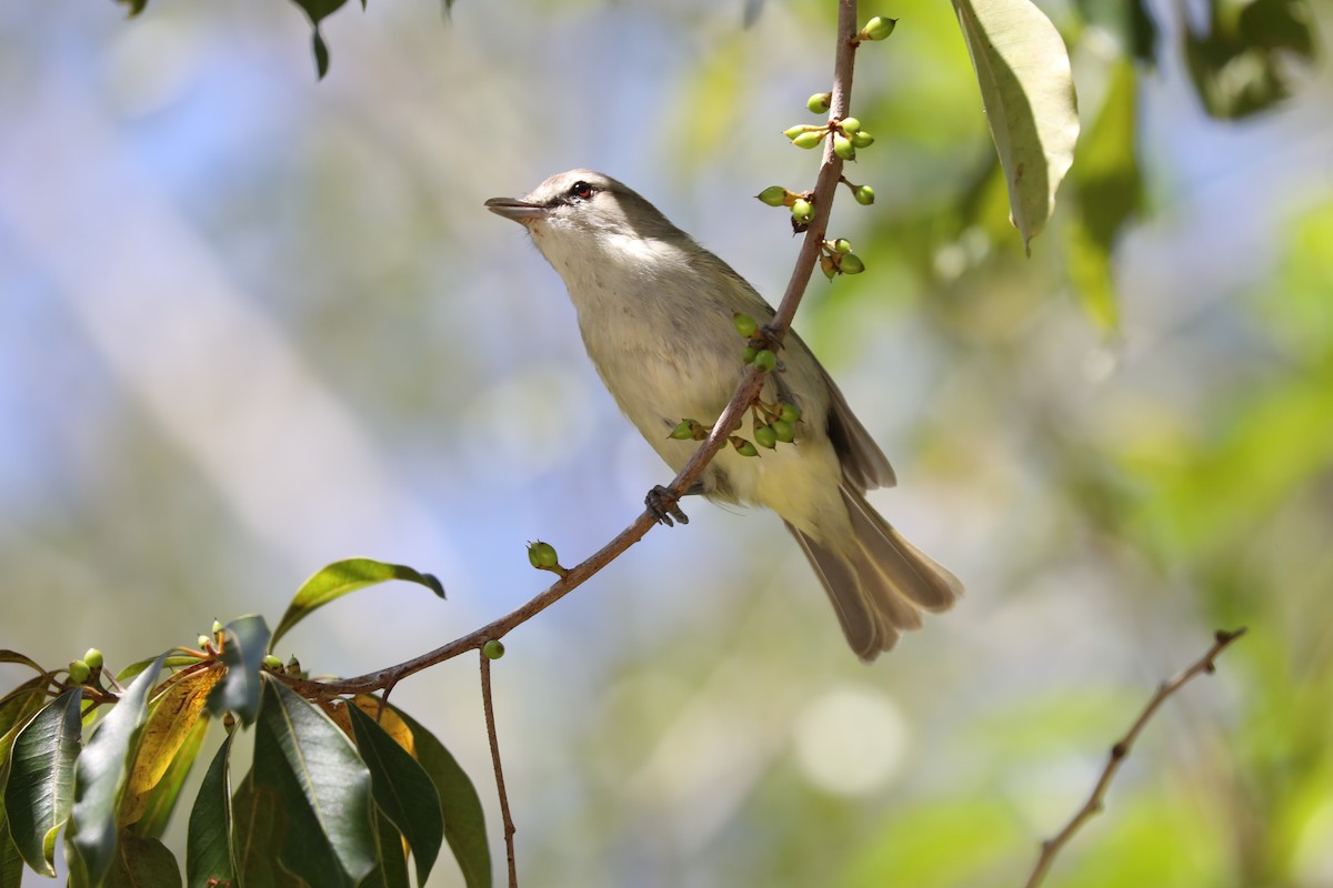 Yucatan Vireo - ML616842167