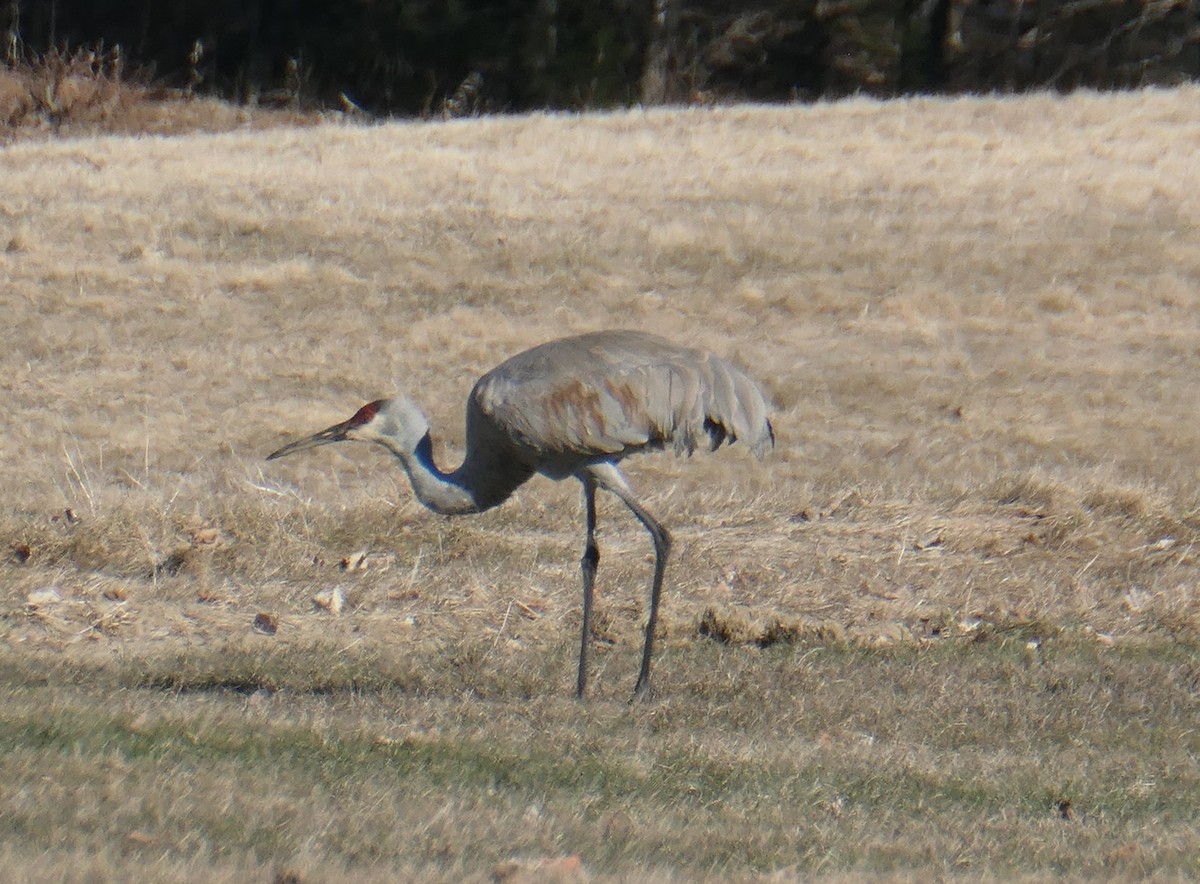 Sandhill Crane - ML616842181