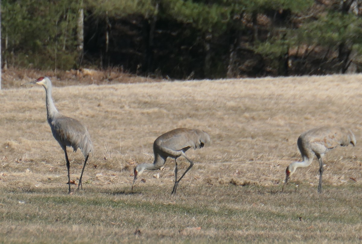 Sandhill Crane - ML616842186