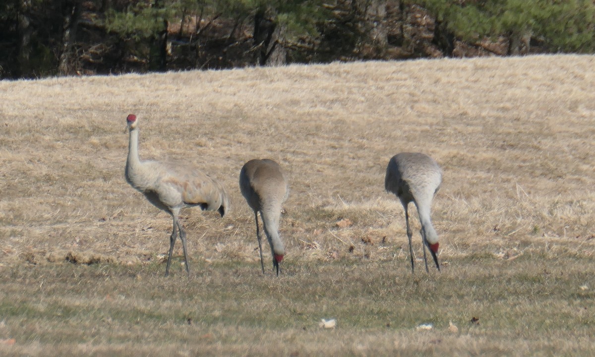 Sandhill Crane - ML616842192