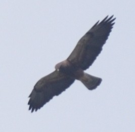 Swainson's Hawk - ML616842193