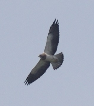 Swainson's Hawk - ML616842194