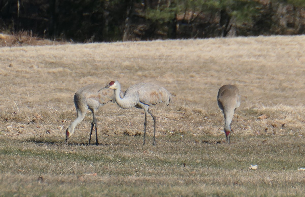 Sandhill Crane - ML616842202