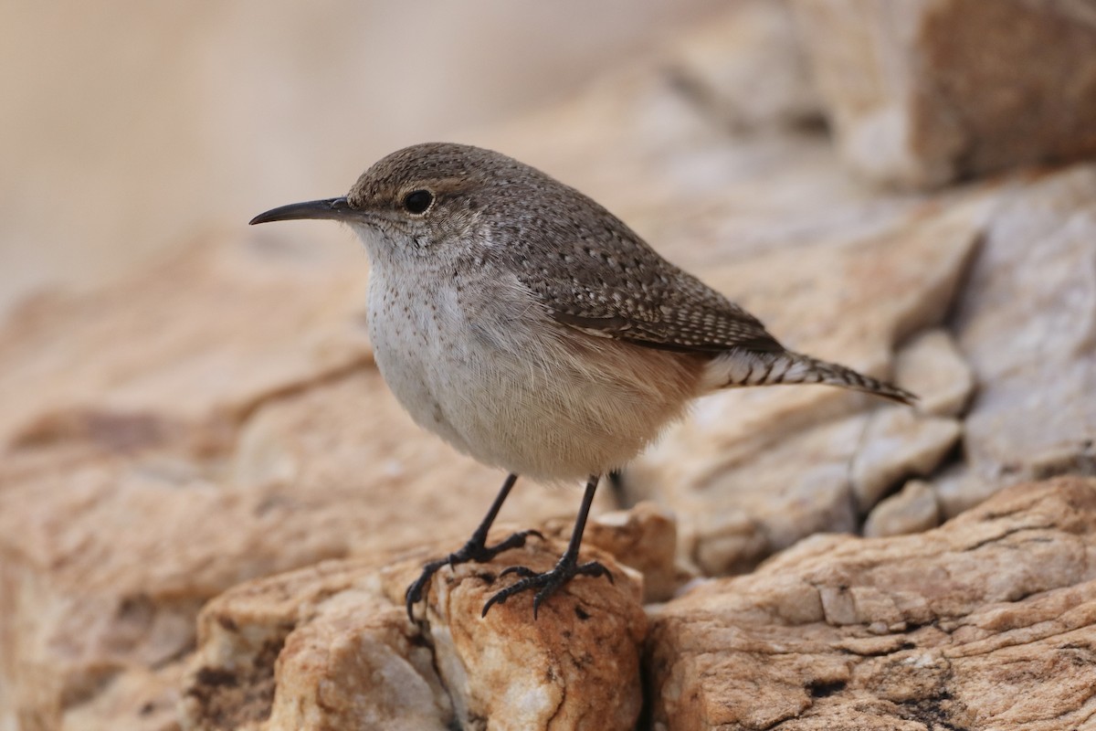 Rock Wren - ML616842203