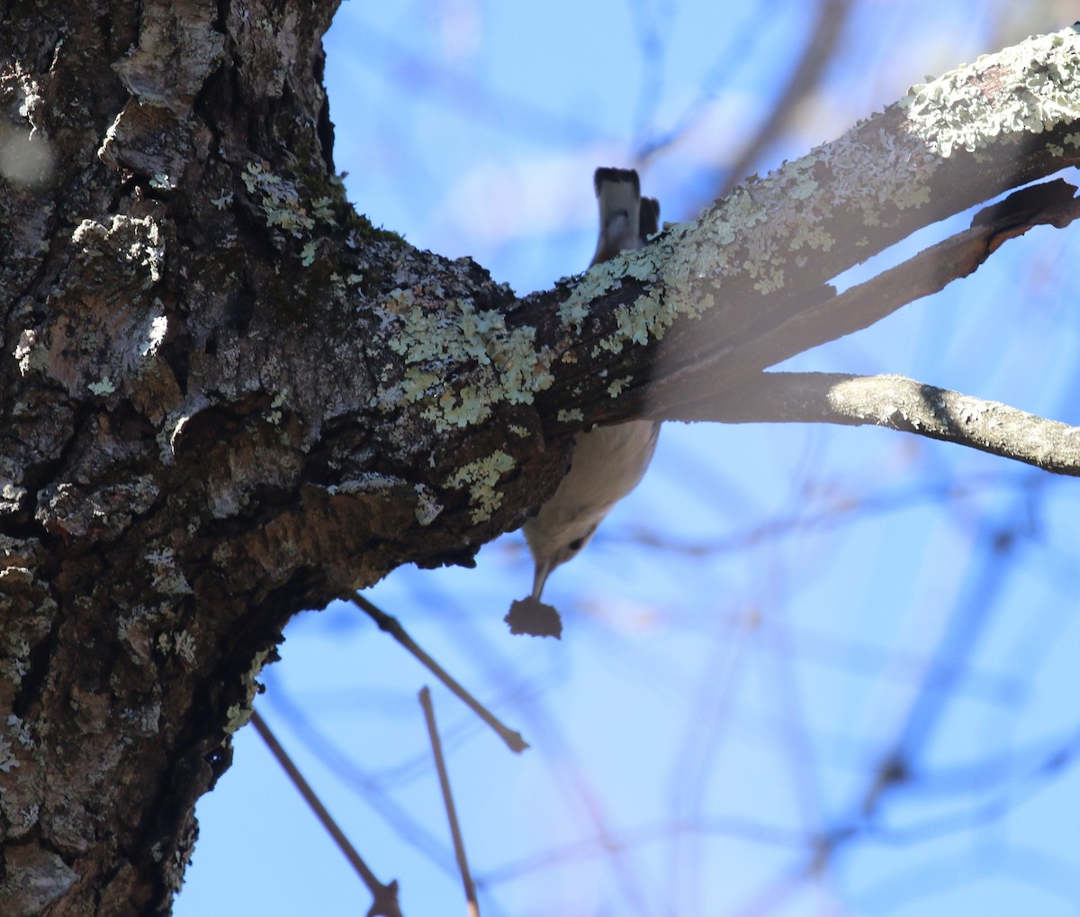 White-breasted Nuthatch - ML616842206