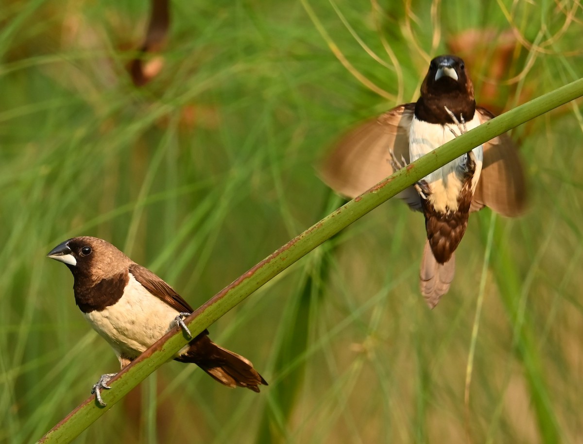 Javan Munia - Jade Neo