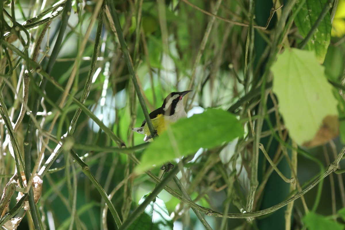 Bananaquit - ML616842301