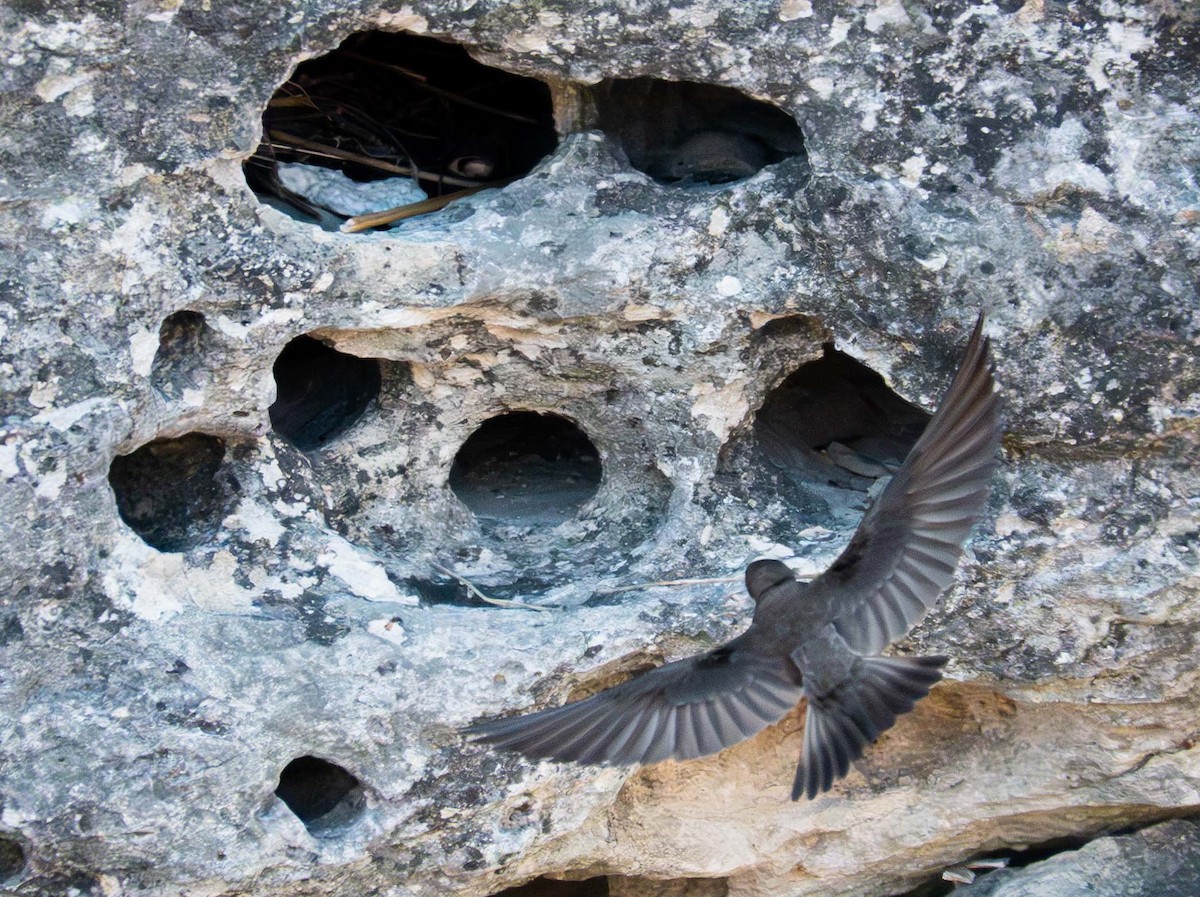 Northern Rough-winged Swallow - ML616842305