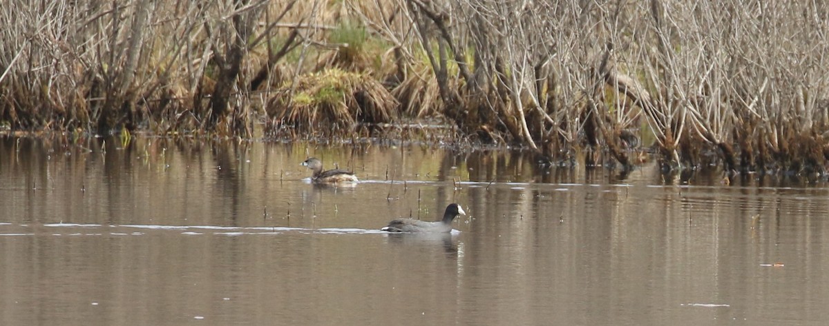 Pied-billed Grebe - ML616842317