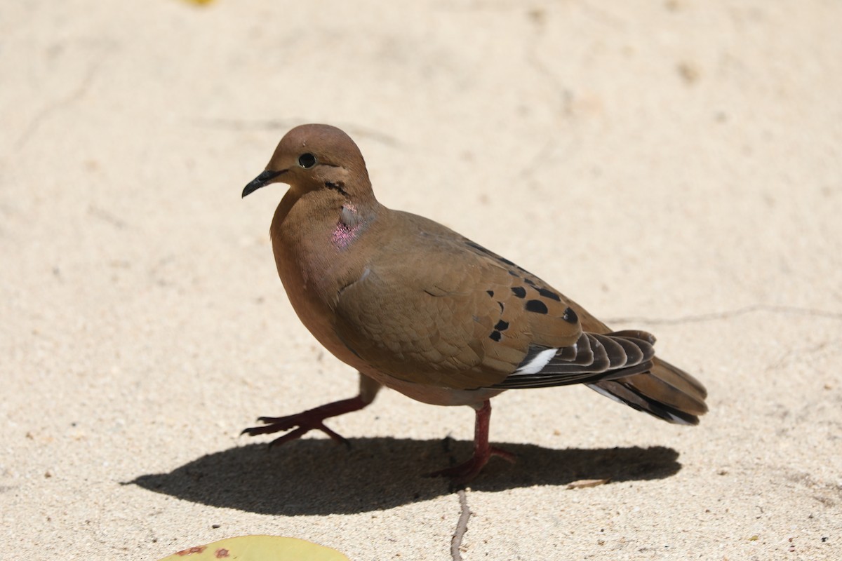 Zenaida Dove - ML616842320